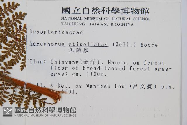 魚鱗蕨藏品圖，第2張