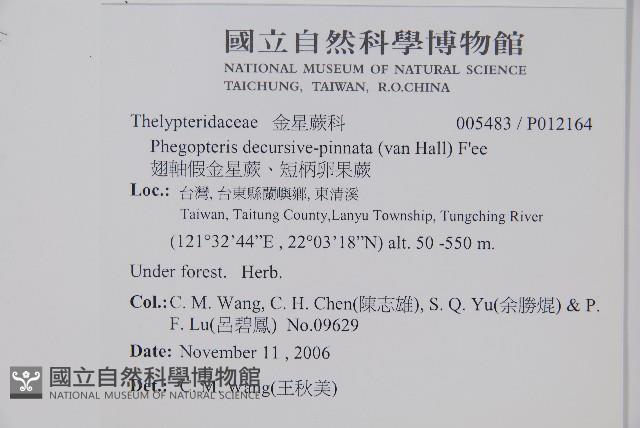 翅軸假金星蕨、短柄卵果蕨藏品圖，第2張