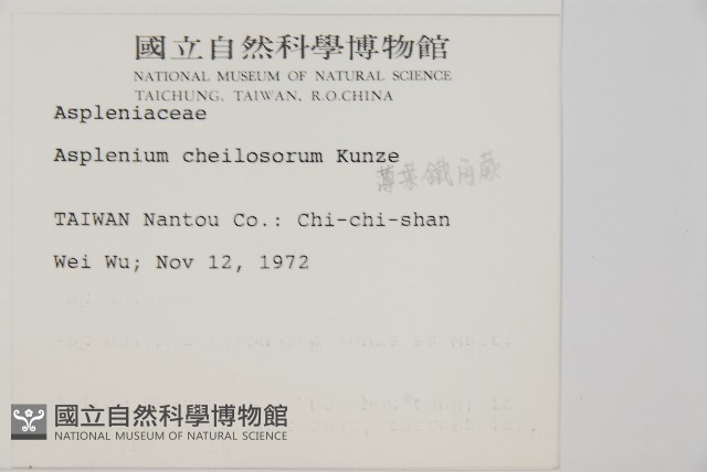 薄葉孔雀鐵角蕨、邊孢鐵角蕨藏品圖，第2張