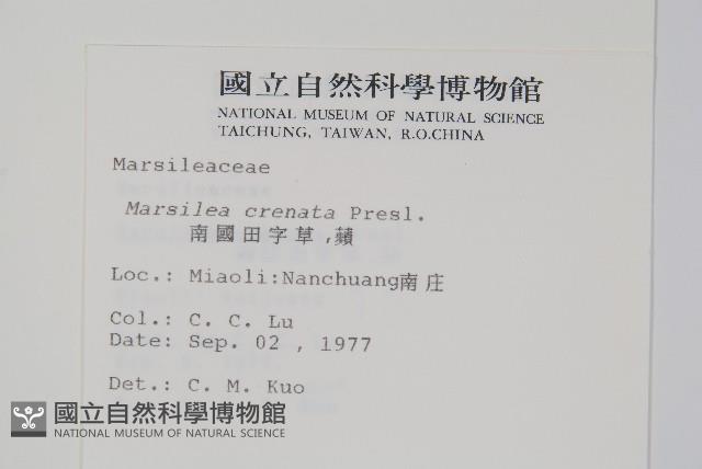 南國田字草藏品圖，第2張