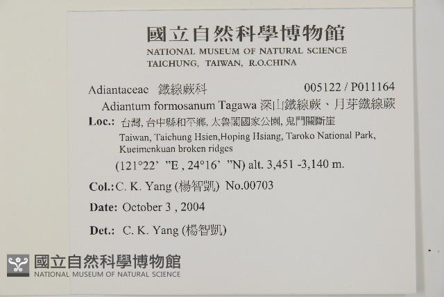 深山鐵線蕨、月芽鐵線蕨藏品圖，第2張