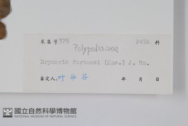 槲蕨藏品圖，第2張