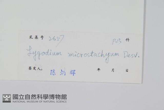 狹葉海金沙藏品圖，第2張