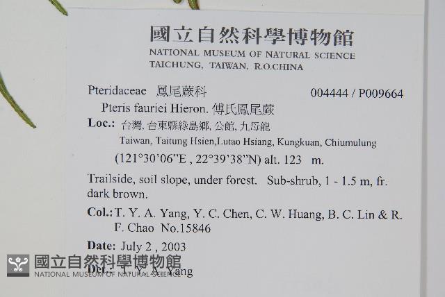 傅氏鳳尾蕨藏品圖，第2張