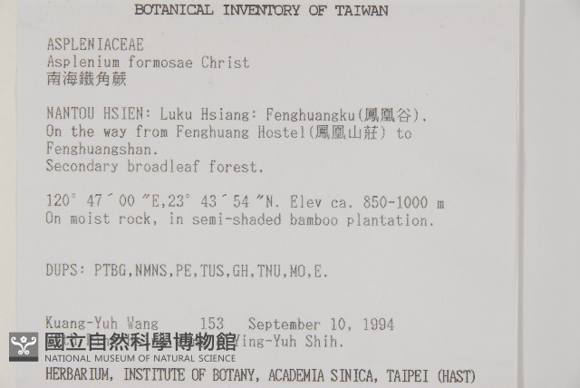 南海鐵角蕨藏品圖，第2張