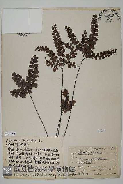 扇葉鐵線蕨藏品圖，第1張