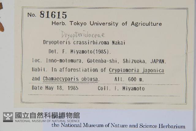 綿馬鱗毛蕨藏品圖，第2張