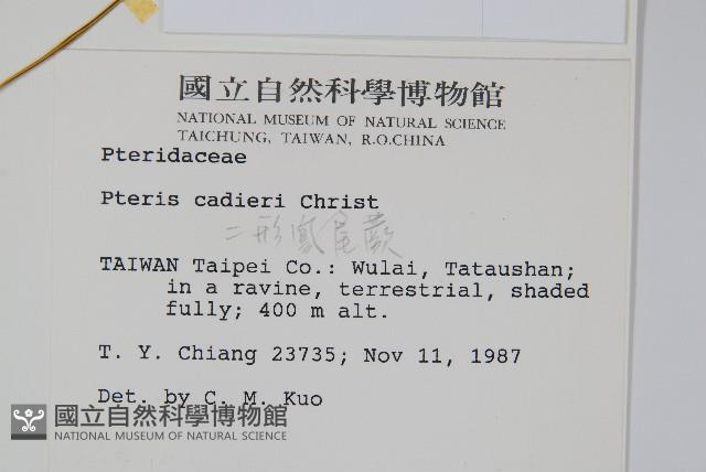 二形鳳尾蕨藏品圖，第2張