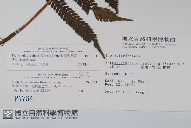 斜葉金星蕨藏品圖，第2張