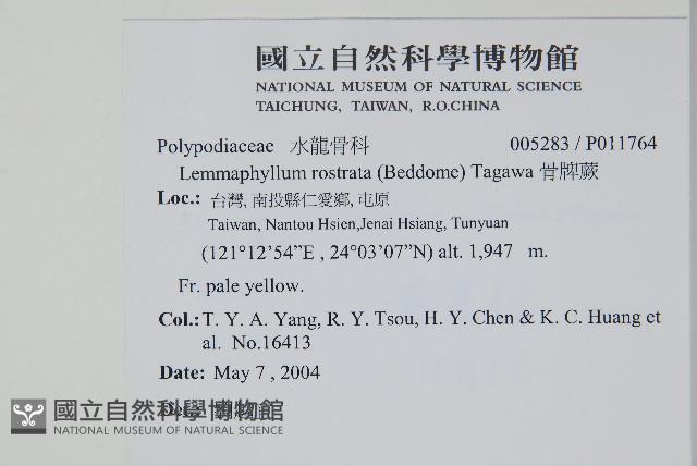 骨牌蕨藏品圖，第2張