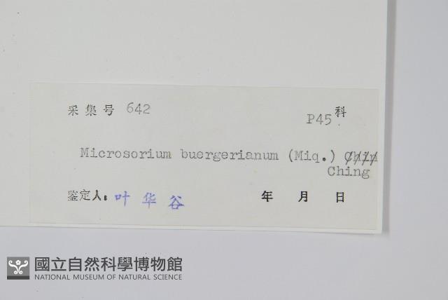 波氏星蕨藏品圖，第2張