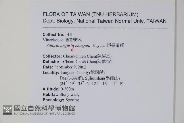 姬書帶蕨藏品圖，第2張