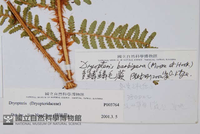 密毛鱗毛蕨藏品圖，第2張