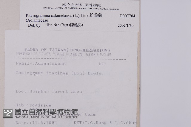 粉葉蕨藏品圖，第2張