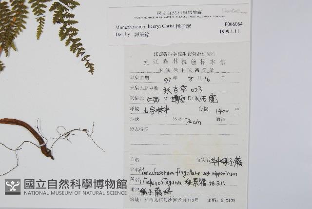 稀子蕨藏品圖，第2張