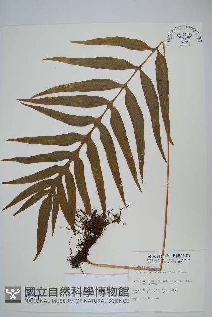 大線蕨藏品圖，第1張