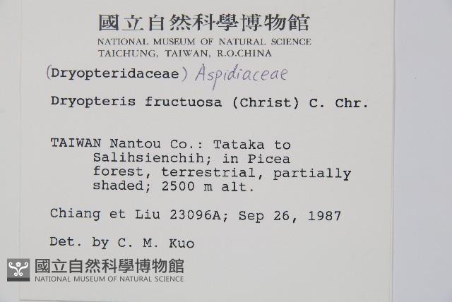 深山鱗毛蕨藏品圖，第2張