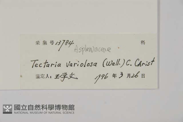變葉三叉蕨藏品圖，第2張