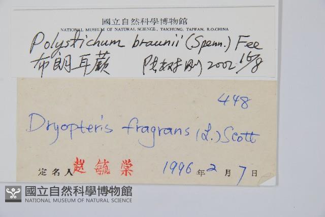 布郎耳蕨藏品圖，第2張