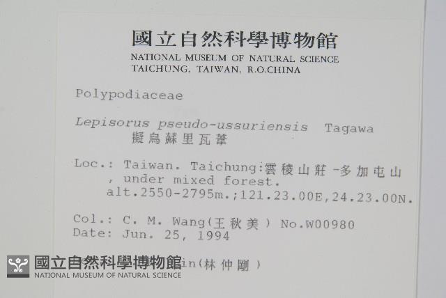 擬鱗瓦葦藏品圖，第2張