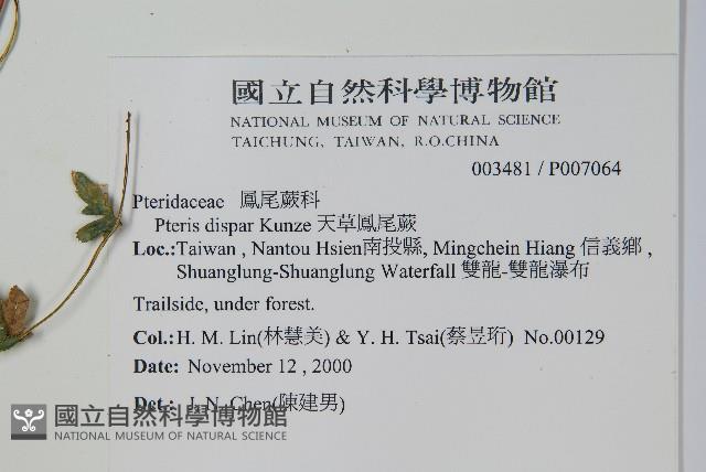 天草鳳尾蕨藏品圖，第2張