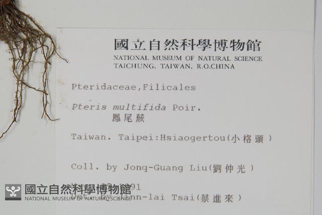 鳳尾蕨藏品圖，第2張