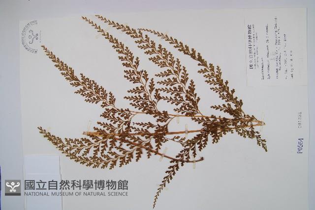 烏蕨藏品圖，第1張