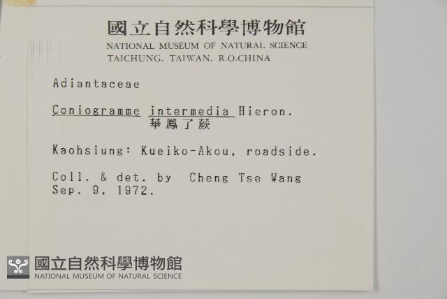 華鳳丫蕨藏品圖，第2張