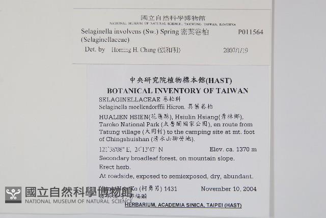 密葉卷柏藏品圖，第2張