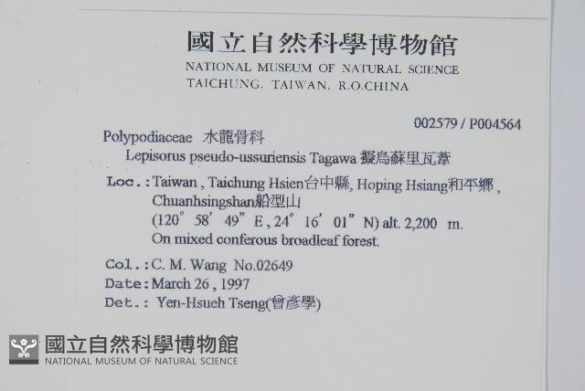 擬烏蘇里瓦葦藏品圖，第2張