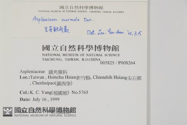 生芽鐵角蕨藏品圖，第2張