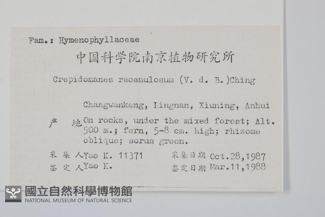 長柄假脈蕨藏品圖，第2張