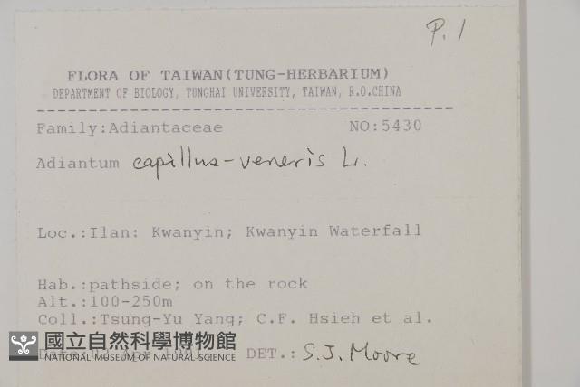 鐵線蕨藏品圖，第2張