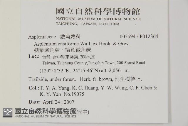 劍葉鐵角蕨、箭葉鐵角蕨藏品圖，第2張