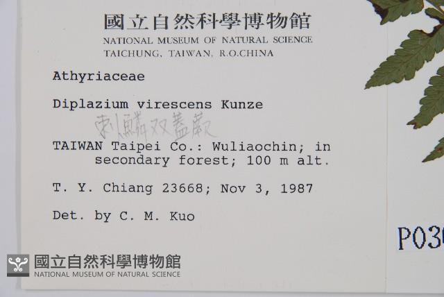 刺柄雙蓋蕨藏品圖，第2張