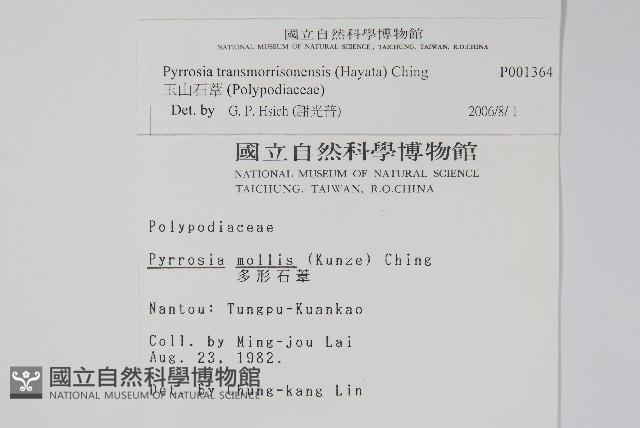 玉山石葦藏品圖，第2張