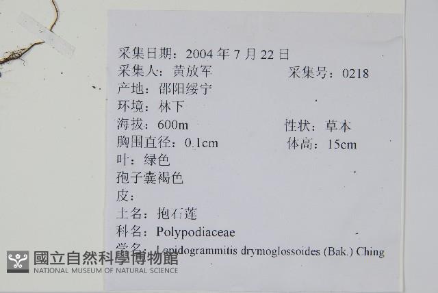 抱石蓮藏品圖，第2張