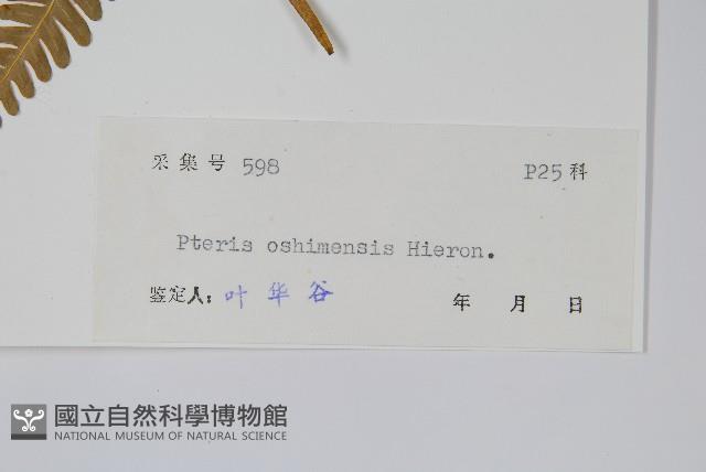 斜羽鳳尾蕨藏品圖，第1張