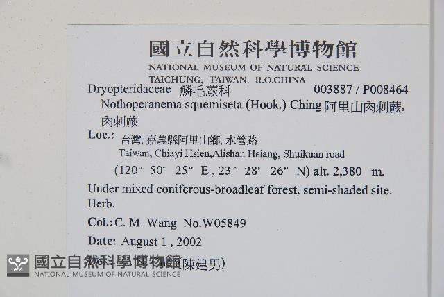 阿里山肉刺蕨、肉刺蕨藏品圖，第2張