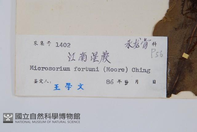 大星蕨藏品圖，第2張