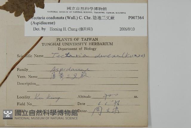 陰地三叉蕨藏品圖，第2張