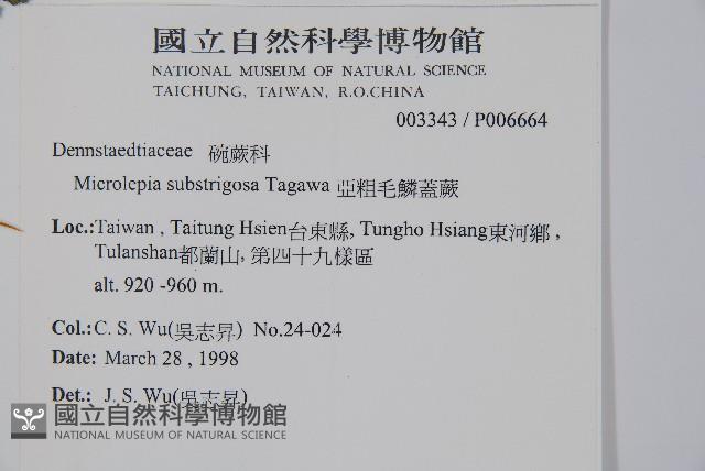 亞粗毛鱗蓋蕨藏品圖，第2張