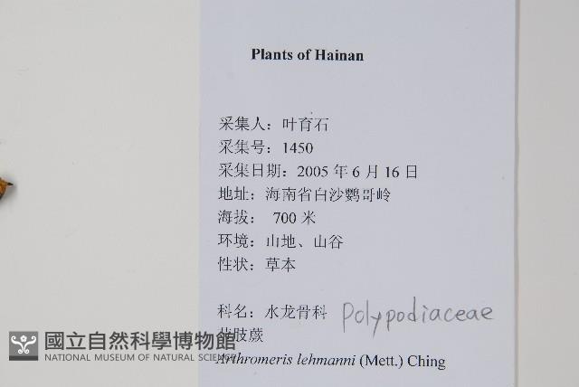 肢節蕨藏品圖，第2張