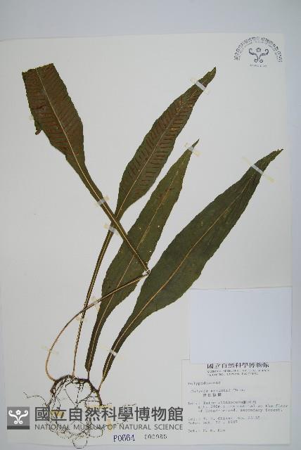 萊氏線蕨藏品圖，第1張