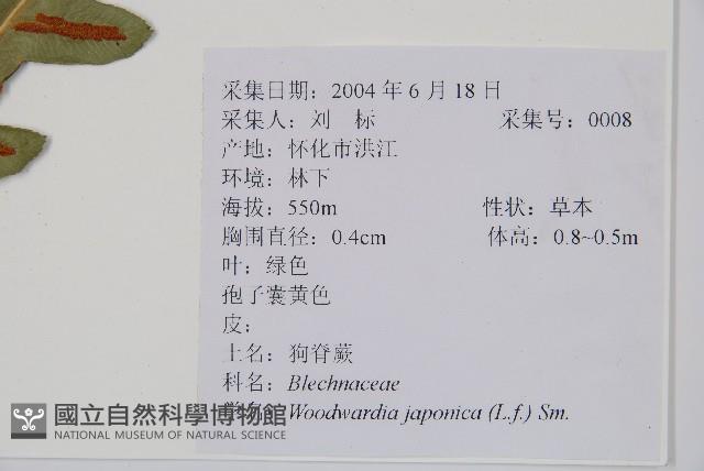 日本狗脊蕨藏品圖，第2張