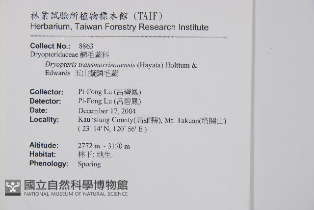 玉山擬麟毛蕨藏品圖，第1張