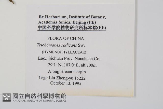 南海瓶蕨藏品圖，第2張