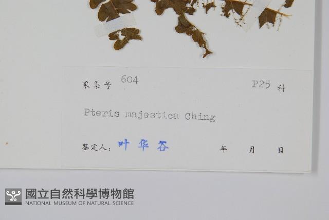 碩大鳳尾蕨藏品圖，第2張