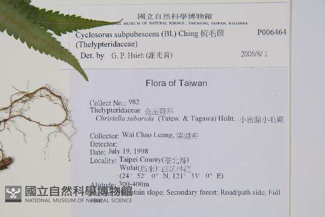 梳毛蕨藏品圖，第2張