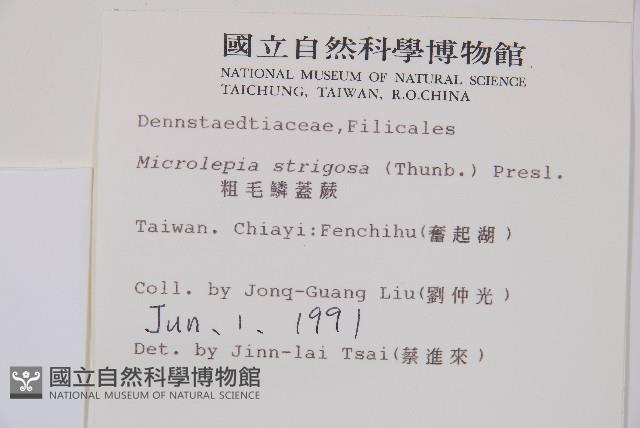 粗毛鱗蓋蕨藏品圖，第2張